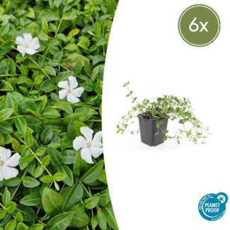 6 Stuks Maagdenpalm Gertrude Jekyll, Mooi Witte Bloemen, Bodembedekker, Vinca minor   - ↕10-25cm - Ø9cm