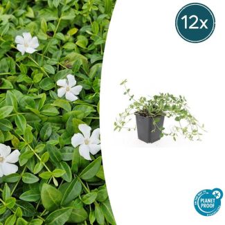 12 Stuks Maagdenpalm Gertrude Jekyll, Mooie Witte Bloemen, Bodembedekker, Vinca minor    - ↕10-25cm - Ø9cm