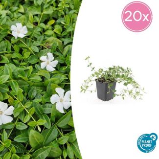 20 Stuks Maagdenpalm Gertrude Jekyll , Mooi Witte Bloemen, Bodembedekker, Vinca minor  - ↕10-25cm - Ø9cm