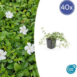 40 Stuks Maagdenpalm Gertrude Jekyll, Mooi Witte Bloemen, Bodembedekker, Vinca minor  - ↕10-25cm - Ø9cm