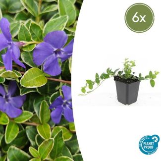 6 Stuks  Maagdenpalm, Lichtblauwe Stervormige Bloemen, Bodembedekker, Vinca minor  Ralph Shugert  - ↕10-25cm - Ø9cm