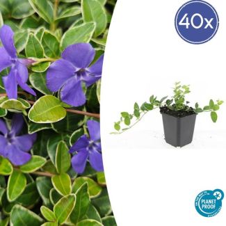 40 Stuks  Maagdenpalm, Lichtblauwe Stervormige Bloemen, Bodembedekker, Vinca minor  Ralph Shugert  - ↕10-25cm - Ø9cm