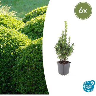6x Buxus Sempervirens - de gewone buxus, winterharde haag  ↕10-25cm - Ø9cm