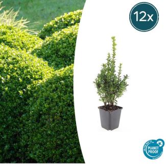 12x Buxus Sempervirens - de gewone buxus, winterharde haag  ↕10-25cm - Ø9cm