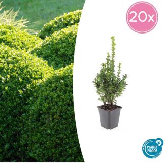 20x Buxus Sempervirens - de gewone buxus, winterharde haag  ↕10-25cm - Ø9cm