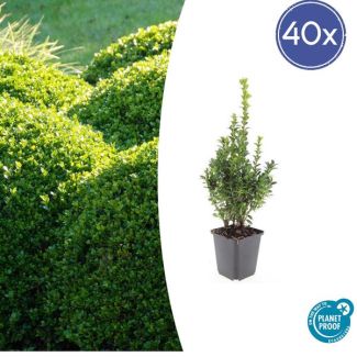 40x Buxus Sempervirens - de gewone buxus, winterharde haag  ↕10-25cm - Ø9cm