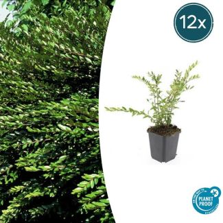 12x wintergroene struikkamperfoelie Purple Pearl ↕10-25cm - Ø9cm Lonicera pileata