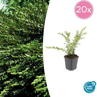20x wintergroene struikkamperfoelie Purple Pearl ↕10-25cm - Ø9cm Lonicera pileata