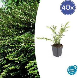 40x wintergroene struikkamperfoelie Purple Pearl ↕10-25cm - Ø9cm Lonicera pileata