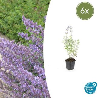6 Stuks Kattenkruid / Nepeta 'Walker's Low', Sierlijke Aromatische, Kleur Bloem paars/blauw , Ø9cm - ↕10-25cm