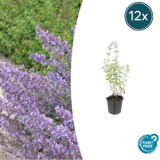 12 Stuks Kattenkruid / Nepeta 'Walker's Low', Sierlijke Aromatische, Kleur Bloem paars/blauw , Ø9cm - ↕10-25cm