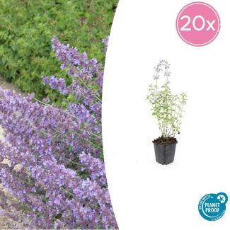 20 Stuks Kattenkruid / Nepeta 'Walker's Low', Sierlijke Aromatische, Kleur Bloem paars/blauw , Ø9cm - ↕10-25cm
