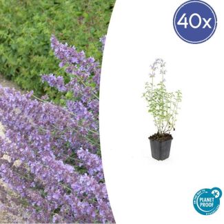 40 Stuks Kattenkruid / Nepeta 'Walker's Low', Sierlijke Aromatische, Kleur Bloem paars/blauw    Ø9cm - ↕10-25cm