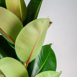 Ficus Elastica Robusta - kamerplant in Decoratieve Torun Mand Ø27 - 90cm hoog