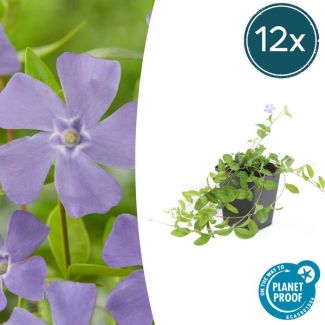 12 Stuks Maagdenpalm/ Vinca minor 'La Grave', Schaduwrijke Plant, Bloem kleur Helder Blauw-Paars,Bodembedekker,