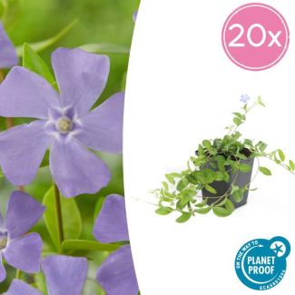 20 Stuks Maagdenpalm/ Vinca minor 'La Grave', Schaduwrijke Plant, Bloem kleur Helder Blauw-Paars,Bodembedekker,