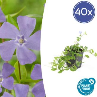 40 Stuks Maagdenpalm, Schaduwrijke Plant, Bloem kleur Helder Blauw-Paars,Bodembedekker, Vinca minor 'La Grave'