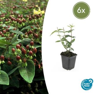 6 Stuks Johanneskruid, Hertshooi, Gele Bloemen en Sierlijke Bessen,Struik/Klimplant, Hypericum inodorum ↕10-25cm - Ø9cm