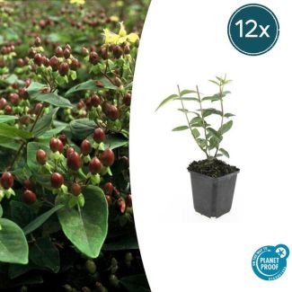 12 Stuks Johanneskruid, Hertshooi, Gele Bloemen en Sierlijke Bessen,Struik/Klimplant, Hypericum inodorum ↕10-25cm - Ø9cm