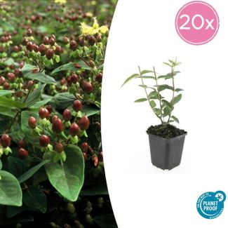 20 Stuks Johanneskruid, Hertshooi, Gele Bloemen en Sierlijke Bessen,Struik/Klimplant, Hypericum inodorum ↕10-25cm - Ø9cm