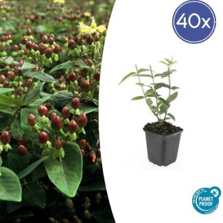 40 Stuks Johanneskruid, Hertshooi, Gele Bloemen en Sierlijke Bessen,Struik/Klimplant, Hypericum inodorum ↕10-25cm - Ø9cm