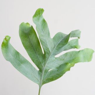 Blauwvaren Mand Sofia naturel hoogte ca 40cm - Ø17 -Phlebodium Aureum  Blue Star  Zinkvaren