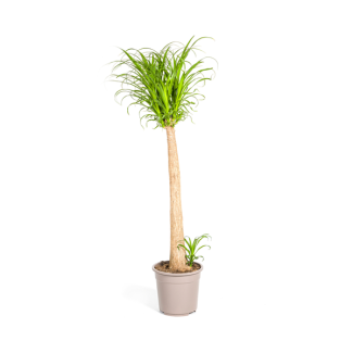 "Olifantspoot", Groene Kamerplant op stam, onderhoudsarm, Tropische uitstraling, Beaucarnea Recurvata Stam Ø27cm - ↕120cm