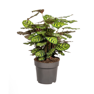 Pauwenplant, Ovaal Lichtgroen Blad met vlekken,Calathea Makoyana Ø27cm - ↕70cm