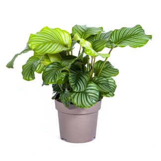 Fluwelenplant, Zilvergoen Rond Blad,Tropische Kamerplant,Calathea Orbifolia Ø27cm - ↕80cm