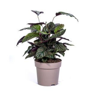 Fluwelenplant, Tropische Kamerplant, Calathea Ornata Sanderiana Ø27cm - ↕70cm
