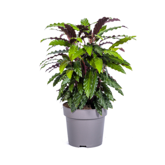 Fluwelenplant, Tropische Kamerplant, Calathea Rufibarba Ø27cm - ↕70cm