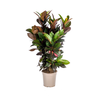 Wonderplant, Levendige Meerdere Kleuren Bladeren, Geel,Oranje,Rood tot Dieprood, Exotische Kamerplant, Codiaeum  Croton  Iceton Ø24cm - ↕90-100cm