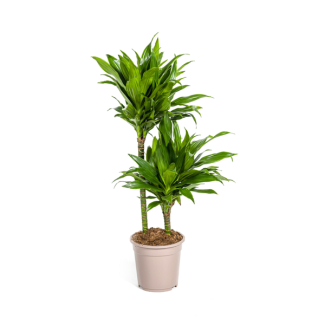 Goudpalm, Drakenbloedboom, Tropische, Groene Kamerplant, Groen Blad met Witte Streep, Dracaena Deremensis White Stripe Ø19cm - ↕80cm