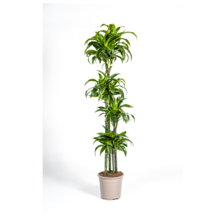 Goudpalm, Drakenbloedboom, Tropische, Groene Kamerplant, Donkergroen Blad met lichtgele Rand, Dracaena Deremensis Dorado Ø27cm - ↕180cm