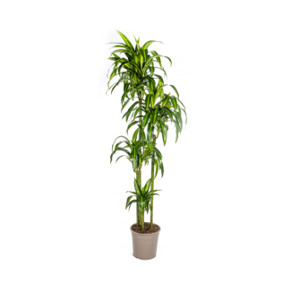 Goudpalm, Drakenbloedboom, Tropische, Groene Kamerplant, Mix van Geel/Groen Smalle Bladeren, Dracaena Deremensis Hawaiian Sunshine  Ø27cm - ↕180cm