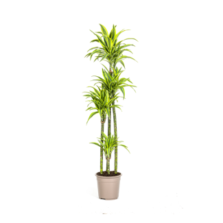 Goudpalm, Drakenbloedboom, Tropische, Groene Kamerplant, Groen Gestreept Slank Blad met Opvallende Limoengroene Rand, Dracaena Deremensis Lemon Lime Ø27cm - ↕180cm