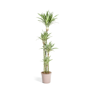 Goudpalm, Drakenbloedboom, Tropische, Groene Kamerplant, Groen Blad met Witte Streep, Dracaena Deremensis White Stripe Ø27cm - ↕180cm