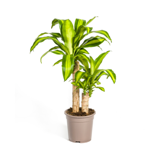 Goudpalm, Drakenbloedboom, Tropische, Groene Kamerplant, Groen Blad met Geelgroene rand, Dracaena Fragrans Massangeana Karussell Ø19cm - ↕80cm