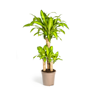Goudpalm, Drakenbloedboom, Tropische, Groene Kamerplant, Groen Blad met Geelgroene rand, Dracaena Fragrans Massangeana Karussell Ø21cm - ↕100cm