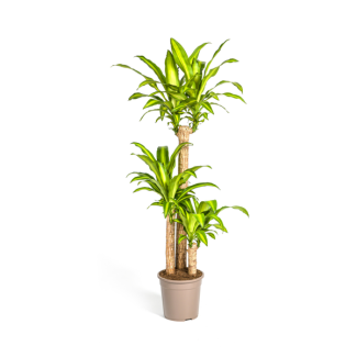 Goudpalm, Drakenbloedboom, Tropische, Groene Kamerplant, Groen Blad met Geelgroene rand, Dracaena Fragrans Massangeana Karussell Ø24cm - ↕140cm