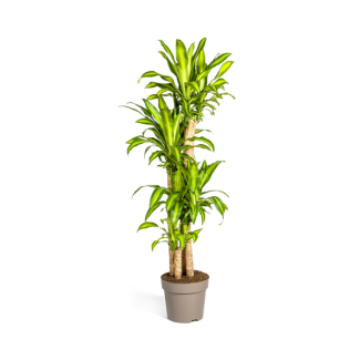 Goudpalm, Drakenbloedboom, Tropische, Groene Kamerplant, Groen Blad met Geelgroene rand, Dracaena Fragrans Massangeana Karussell Ø30cm - ↕180cm