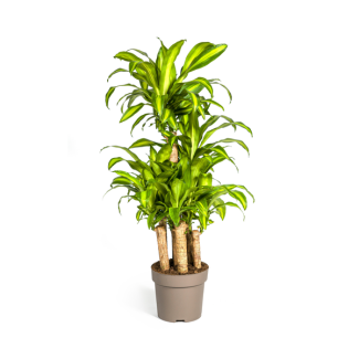 Goudpalm, Drakenbloedboom, Tropische, Groene Kamerplant, Dracaena Fragrans Massangeana Karussell Ø30cm - ↕140cm