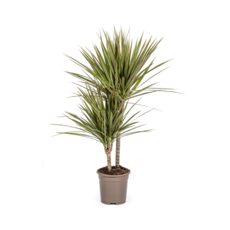 Drakenboom, Drakenbloedboom, Lange Smalle biocolor bladeren , Kamerplant, Dracaena Marginata Magenta Ø17cm - ↕60cm