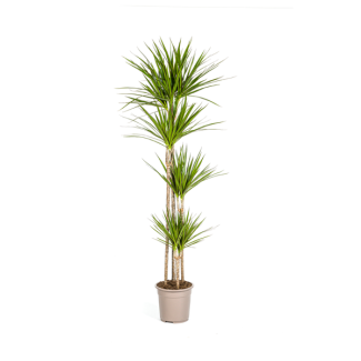 Drakenboom, Drakenbloedboom, Lange Smalle groene bladeren , Kamerplant, Dracaena Marginata Magenta Ø27cm - ↕180cm