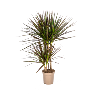 Drakenboom, Drakenbloedboom, Lange Smalle bladeren met Rode Rand, Kamerplant, Dracaena Marginata Magenta Ø17cm - ↕60cm
