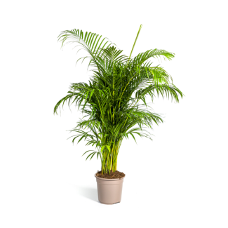 Areca Palm, Tropisch, Groene Kamerplant, Boho-style, Dypsis lutescens Ø27cm - ↕180cm