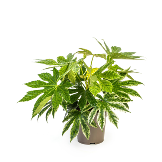Eyecatcher! De Spinnenweb-Plant, Vingerplant, Groene Kamerplant, Fatsia Japonica Spider s Web Ø19cm - ↕45cm
