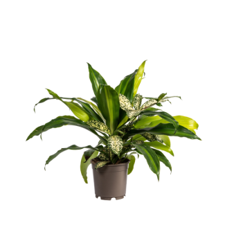 Robuuste Groenplanten die samen in een Pot Groeien, Mixed Combo, Ø17cm - ↕60cm