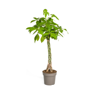 De Geldboom of Watercacao, Groene Plant, Symboliek van Geluk en Welvaart, Pachira Aquatica Ø27cm - ↕140-150cm