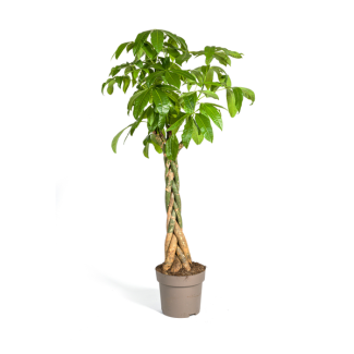 De Geldboom of Watercacao, Groene Plant, Symboliek van Geluk en Welvaart, Pachira Aquatica Ø30cm - ↕170-180cm